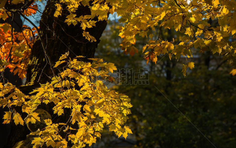 俄罗斯园林秋景图片素材免费下载