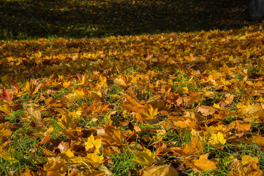 俄罗斯最美的园林秋色图片素材免费下载