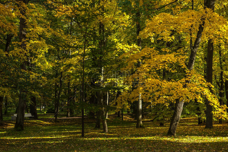 俄罗斯圣彼得堡著名景点夏宫下花园园林秋色图片素材免费下载