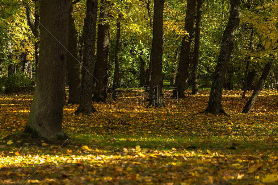俄罗斯圣彼得堡著名景点夏宫下花园园林秋色图片素材免费下载