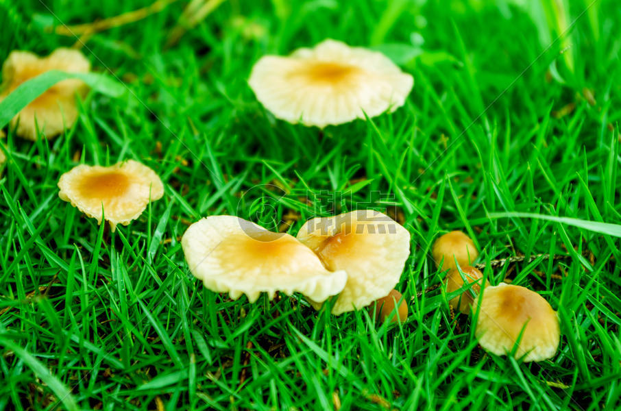 雨后的蘑菇图片素材免费下载