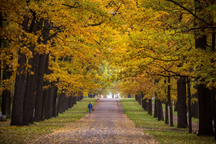 俄罗斯秋季最美的皇家园林叶卡捷琳娜宫花园秋色图片素材免费下载