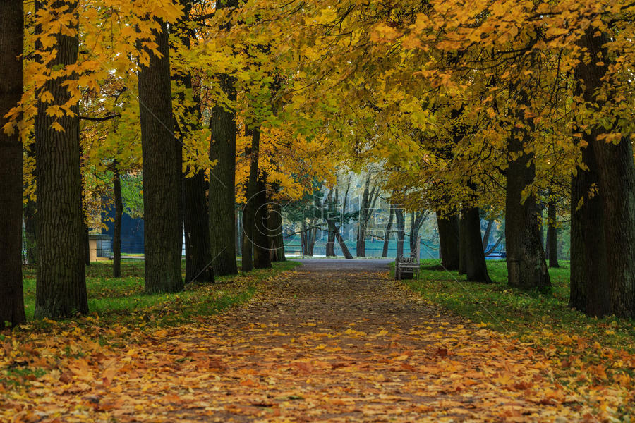 俄罗斯秋季最美的皇家园林叶卡捷琳娜宫花园秋色图片素材免费下载