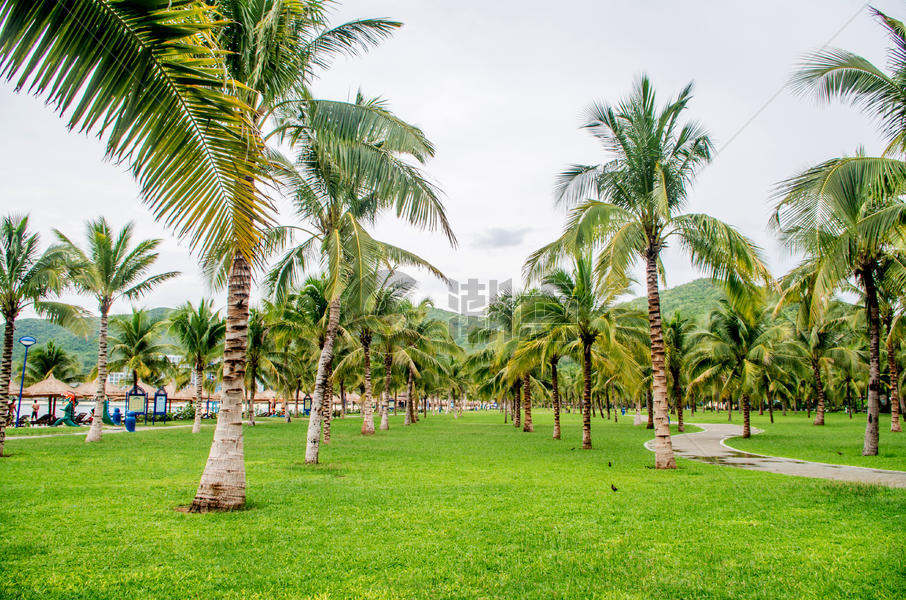 芽庄珍珠岛椰子树林图片素材免费下载