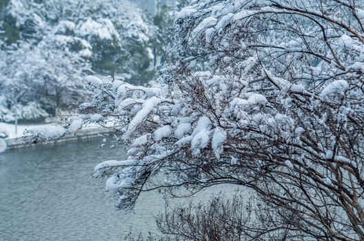 大雪后的天鹅湖公园图片素材免费下载