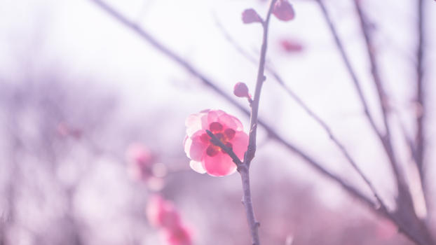 紫蓬山冬日盛开的梅花图片素材免费下载