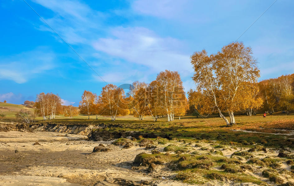 内蒙古自治区乌兰布统杨树背景点图片素材免费下载