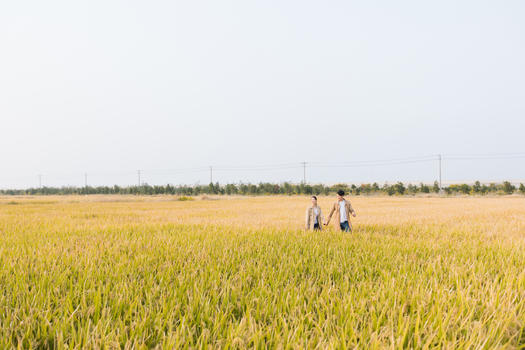 情侣走在稻田里图片素材免费下载