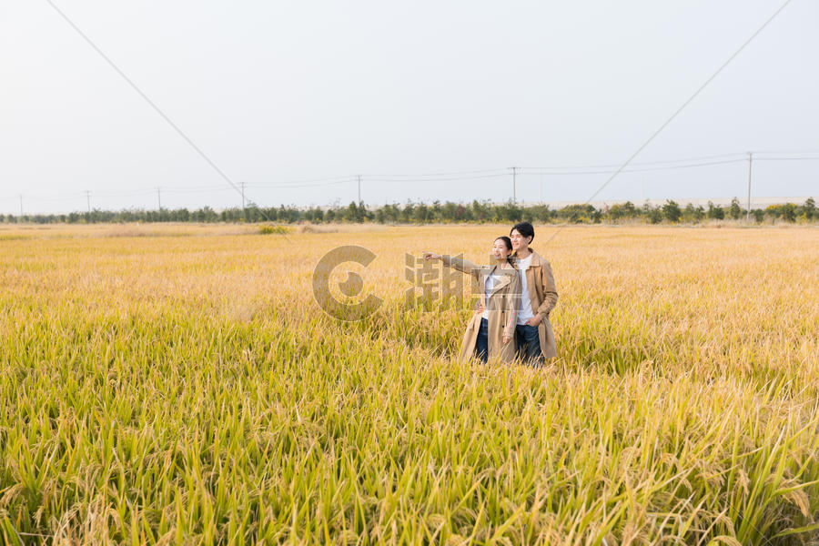 情侣走在稻田里图片素材免费下载