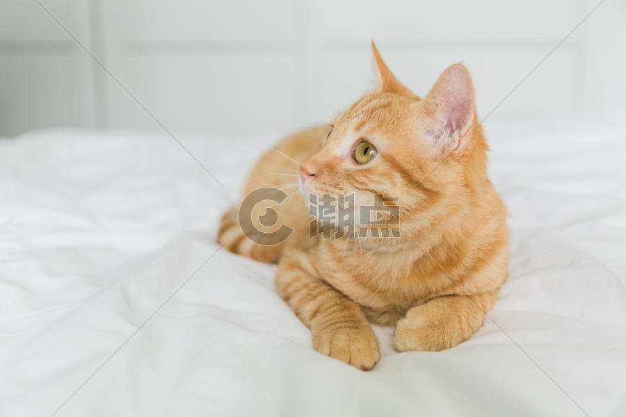 橘猫摄影图5760*3840图片素材免费下载-编号901198-潮点视频