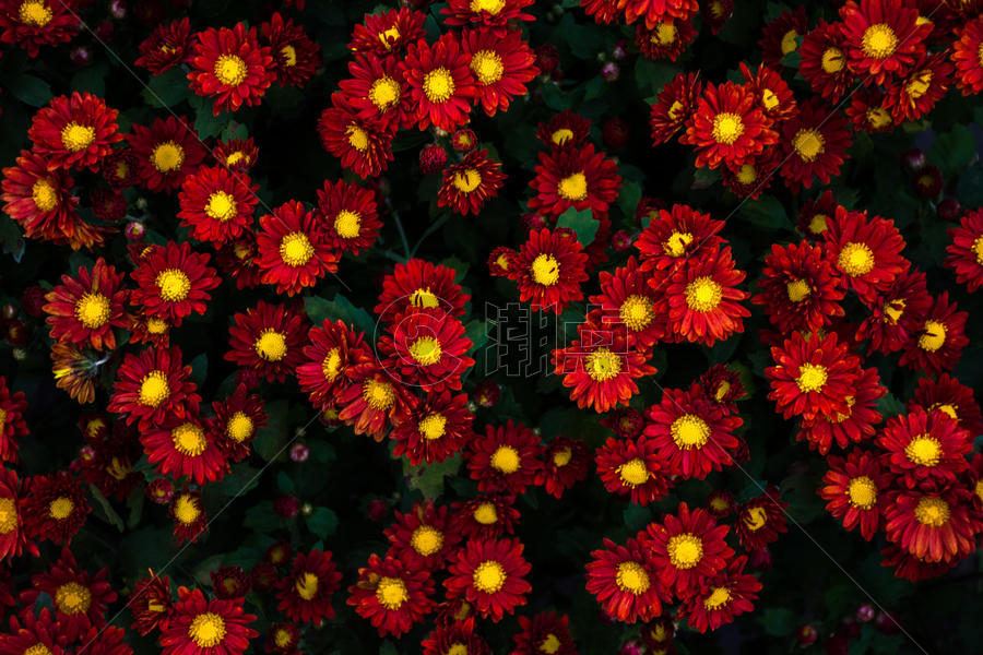 一群红色小菊花图片素材免费下载
