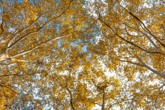 秋天梧桐树图片素材免费下载