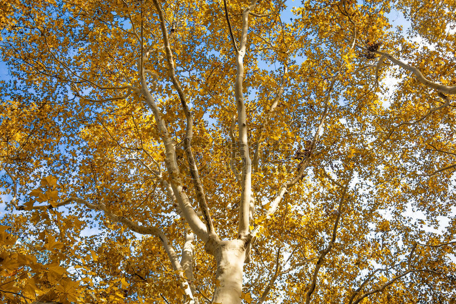 秋天梧桐树图片素材免费下载