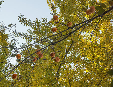 北京公园的柿子图片素材免费下载