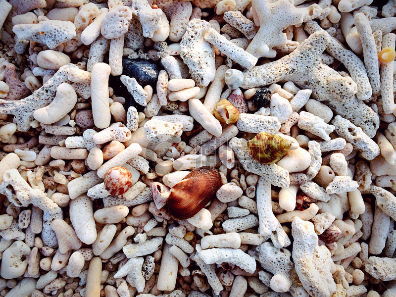 涠洲岛海滩贝壳图片素材免费下载