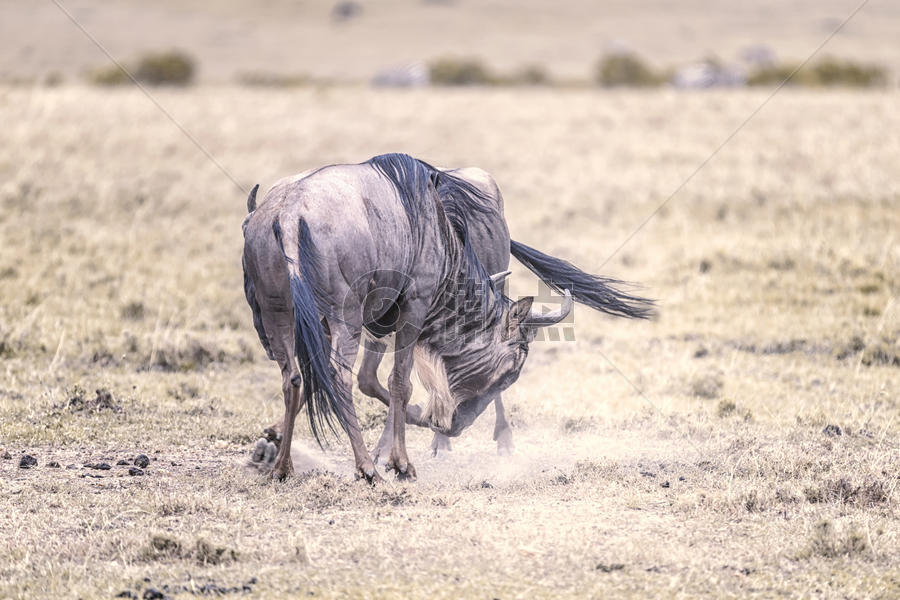 肯尼亚马赛马拉平原的角马图片素材免费下载