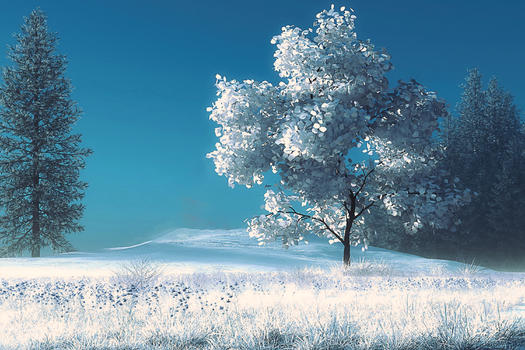 冬季的雪景图片素材免费下载