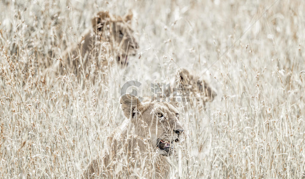非洲肯尼亚马赛马拉大草原上的狮子图片素材免费下载