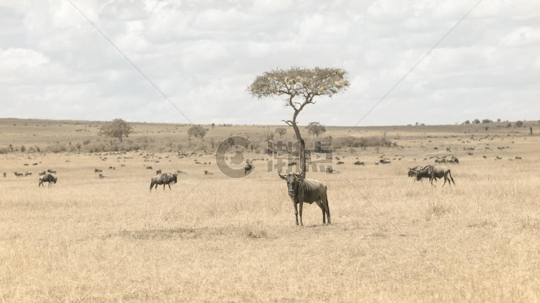 非洲肯尼亚马赛马拉上的角马图片素材免费下载