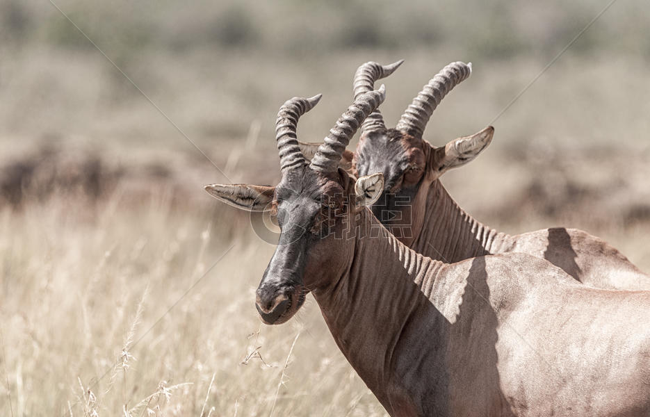 非洲肯尼亚马赛马拉大草原上的狷羚图片素材免费下载
