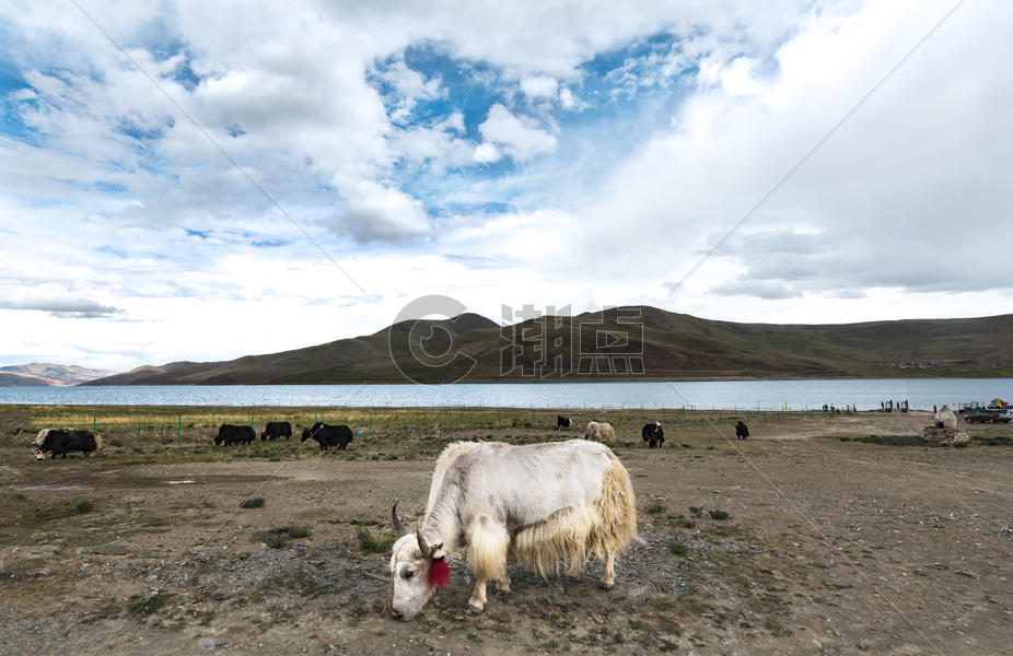 西藏羊卓雍措湖边的牦牛图片素材免费下载