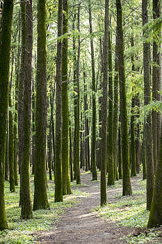 森林树木图片素材免费下载