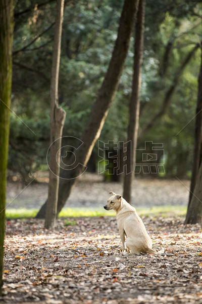 森林中的狗图片素材免费下载