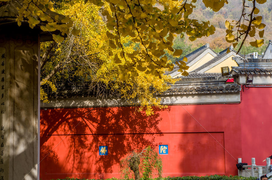 南京栖霞寺的红墙与银杏图片素材免费下载