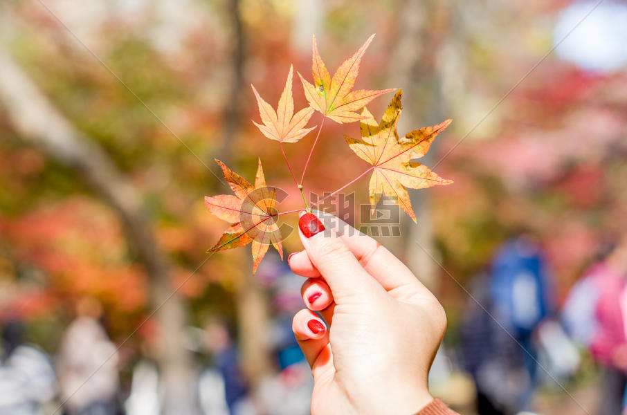南京栖霞山的枫叶图片素材免费下载