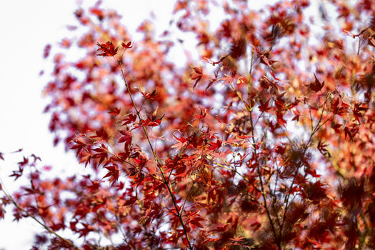 秋季盛开的枫叶图片素材免费下载