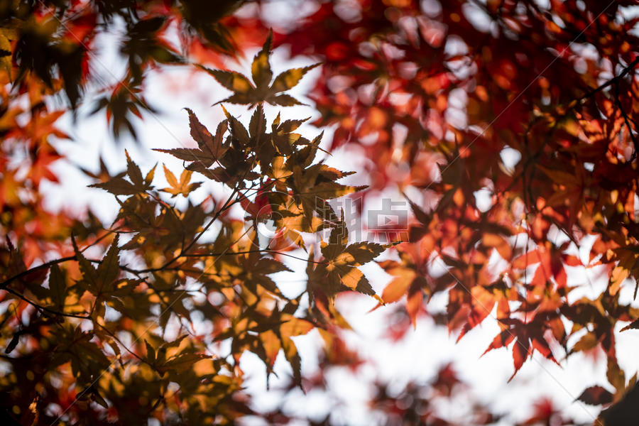 秋季盛开的枫叶图片素材免费下载