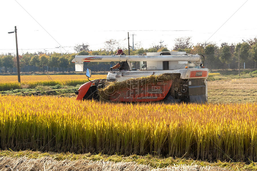 芒种时节收割水稻图片素材免费下载