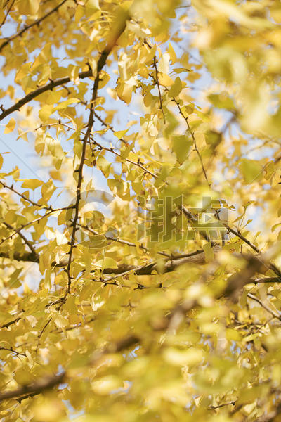 秋天的银杏图片素材免费下载