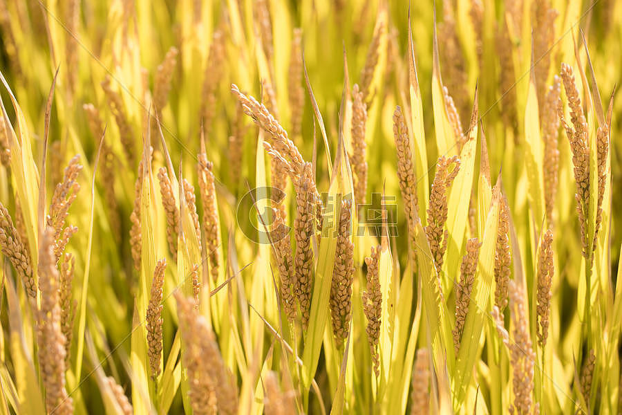 芒种时节水稻图片素材免费下载