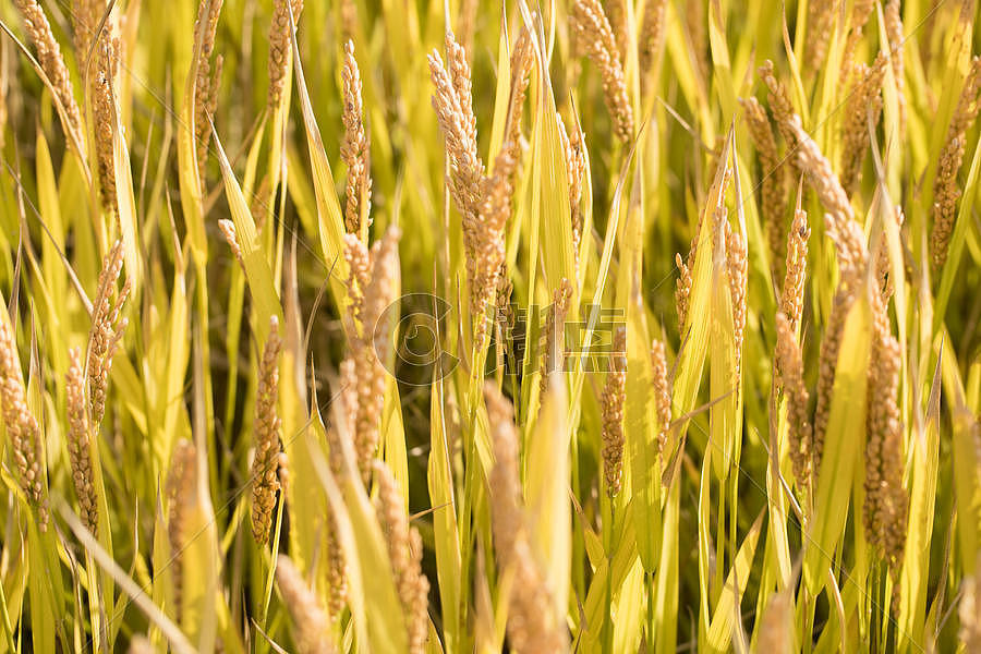 芒种时节水稻图片素材免费下载