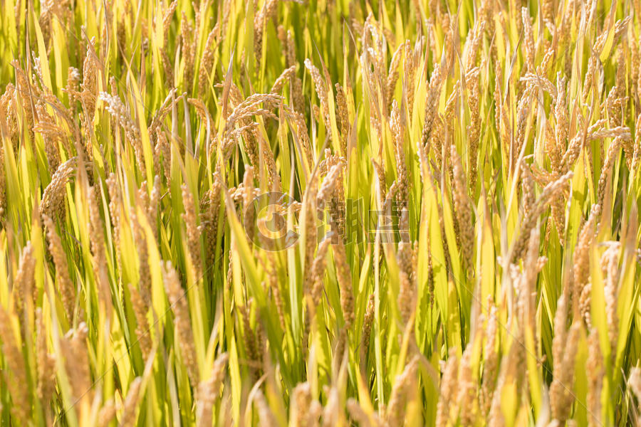 秋天里田间的水稻图片素材免费下载