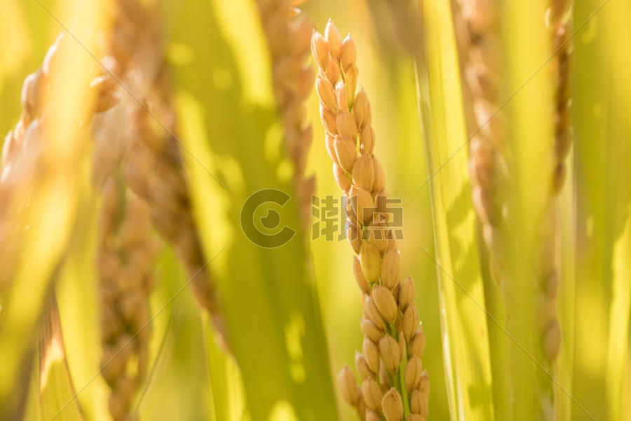 秋天里田间的水稻图片素材免费下载