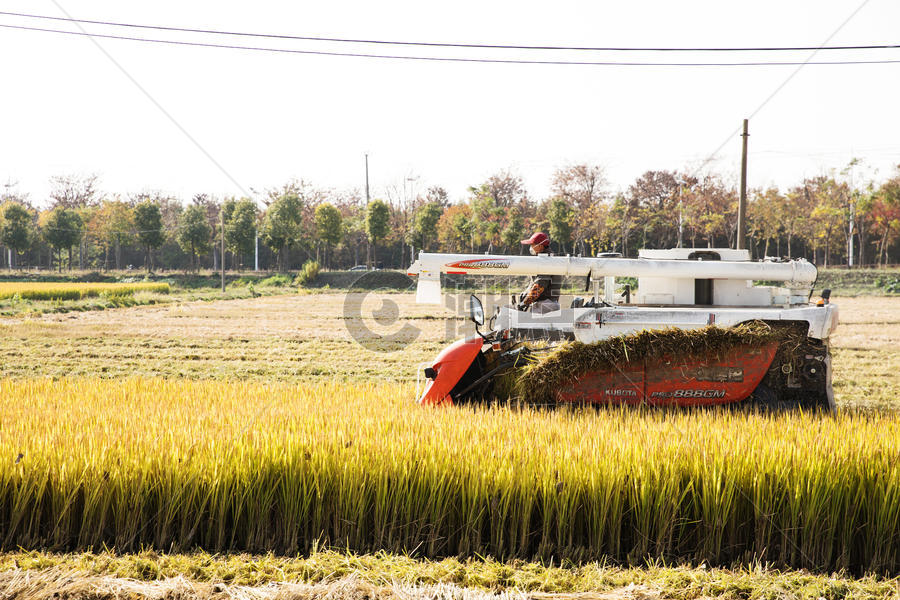 农民伯伯收隔水稻图片素材免费下载