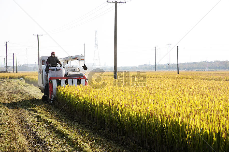 农民伯伯收割水稻图片素材免费下载