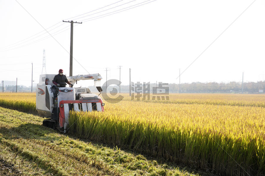 芒种时节农民伯伯收割水稻图片素材免费下载