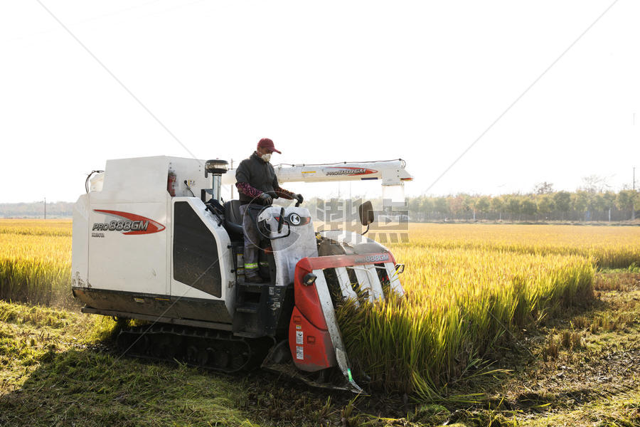 农民伯伯收隔水稻图片素材免费下载