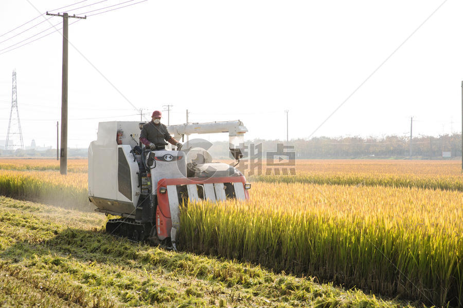 芒种时节农民伯伯收割水稻图片素材免费下载