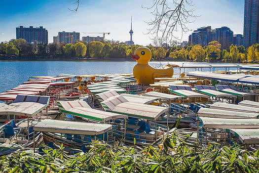 北京紫竹院公园小黄鸭图片素材免费下载
