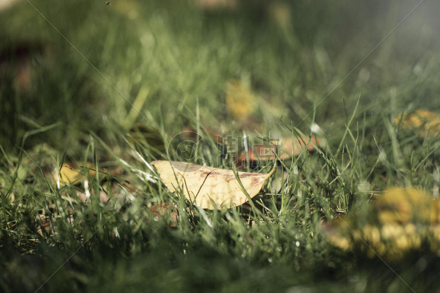 午后阳光下的草坪落叶图片素材免费下载