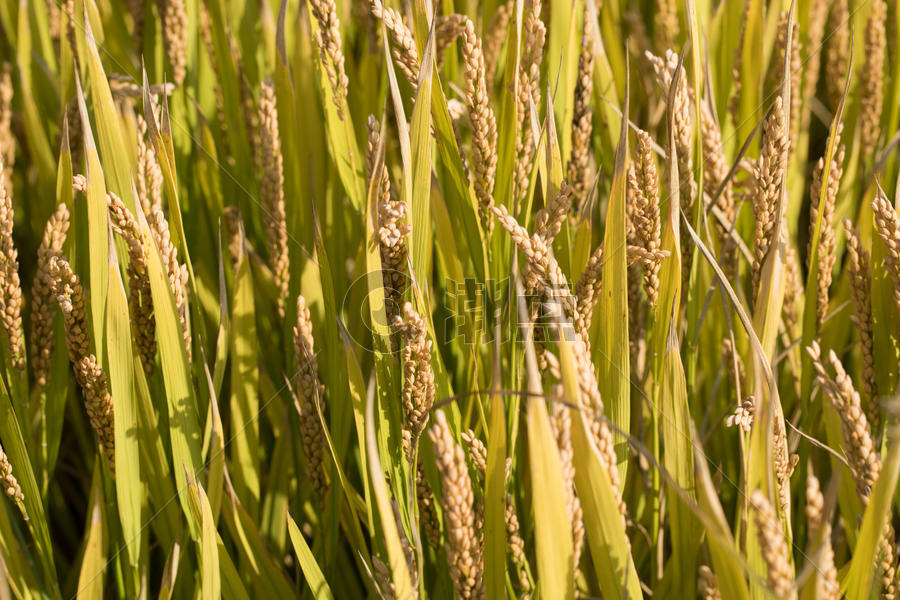 秋天里的水稻图片素材免费下载