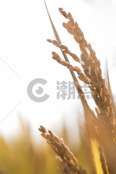 秋天里的水稻图片素材免费下载