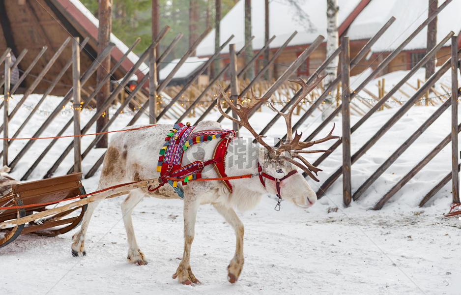 北欧芬兰洛瓦涅米圣诞老头人村驯鹿拉雪橇图片素材免费下载