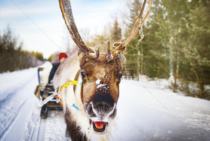 北欧芬兰洛瓦涅米圣诞老人村驯鹿拉雪橇图片素材免费下载