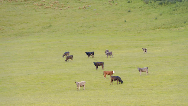 新西兰牧场图片素材免费下载