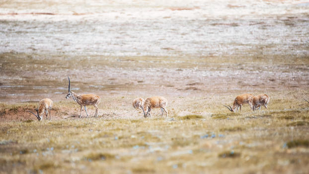 可可西里无人区藏羚羊图片素材免费下载